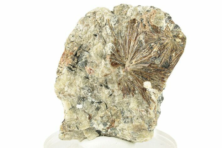 Lamprophyllite Crystal Aggregations in Matrix - Russia #257557